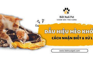 Nhận biết dấu hiệu mèo khó đẻ, nguyên nhân và cách xử lý khẩn cấp