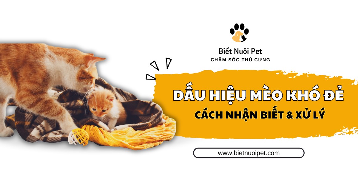 Nhận biết dấu hiệu mèo khó đẻ, nguyên nhân và cách xử lý khẩn cấp